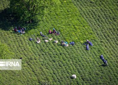 خبرنگاران بازگشت امید به باغهای چای شمال