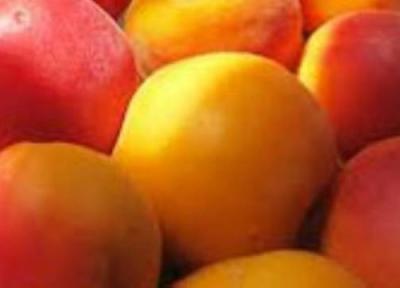 بایدهای بهداشتی مصرف میوه های تابستانی