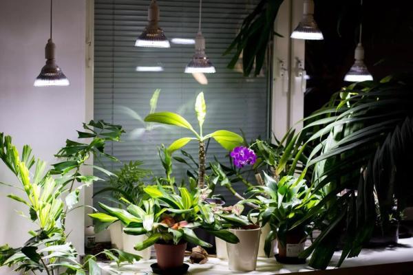 یک روش ساده و مقرون به صرفه برای تامین نور گیاهان آپارتمانی ، چراغ رشد گیاه چه ویژگی هایی دارد؟