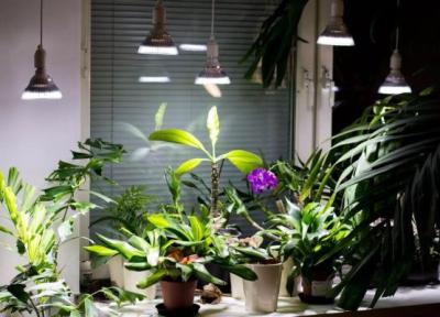 یک روش ساده و مقرون به صرفه برای تامین نور گیاهان آپارتمانی ، چراغ رشد گیاه چه ویژگی هایی دارد؟