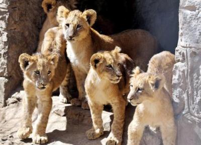 باغ وحش صنعاء با کمبود غذا روبرو است