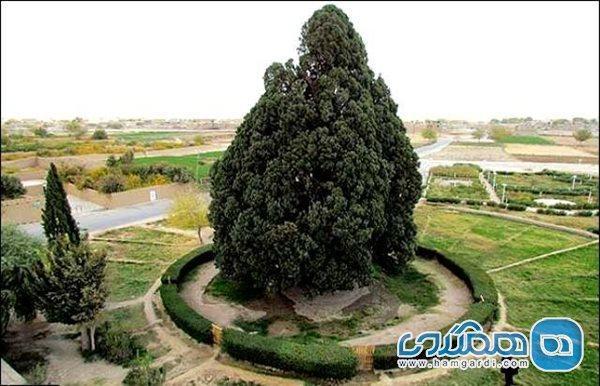 ثبت جهانی درختی که هم دوره کوروش بود